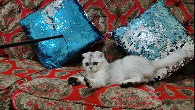 Scottish Fold
