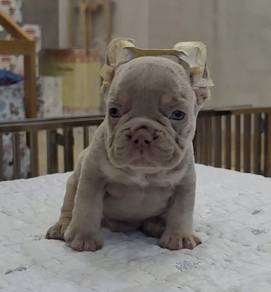 FRENCH BULLDOG PUPPIES FB260🌻Cute Puppy Available