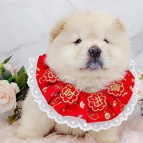 Chow Chow