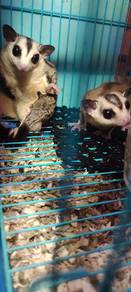 sugar glider  white face induk sepasang