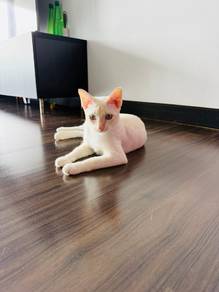 White kitten for adoption