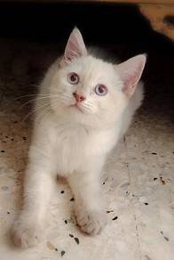 British Shorthair Kitten
