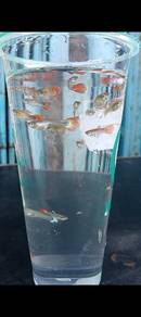 ikan guppy 