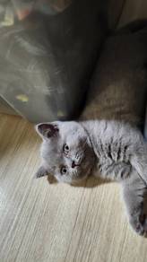 BSH British Shorthair Kitten