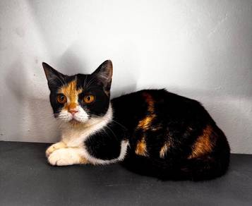 munckin calico female