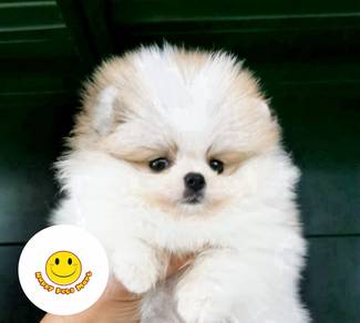 GGT_100033 Tiny Pomeranian bi color puppies