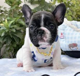 FRENCH BULLDOG PUPPIES 🌻A192 Cow Pattern New