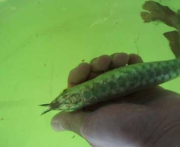 Golden head arowana 7 inch quality  -wholesale