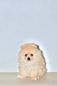 H27 Fluffy Pomeranian Puppy