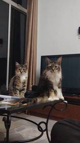 Maine Coons
