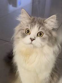 British Longhair Kitten to rehome