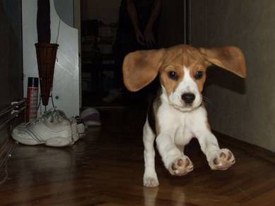 Angelic Beagle the cutest little playful puppy Bab