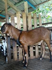 Kambing