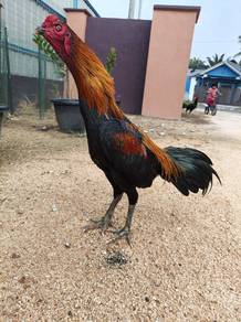 Ayam Siam