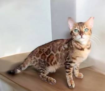 Bengal kitten pure