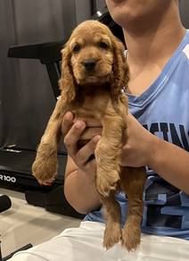 ENGLISH COCKER SPANIEL PUPPIES F421🌻Female