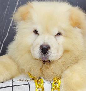 Chow Chow