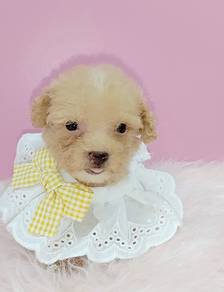 Poodle