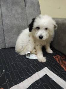 pomeranian mix shih tzu