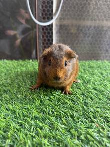 Guinea Pig