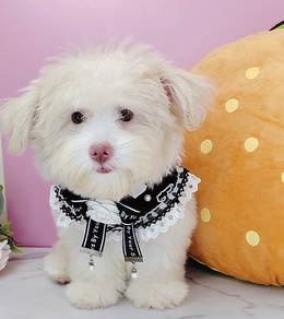 Maltipoo