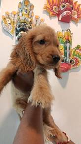 cocker spaniel 