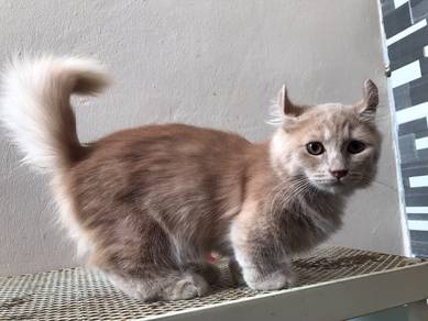Munchkin Kinkalow Comel 