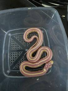 California King Snake