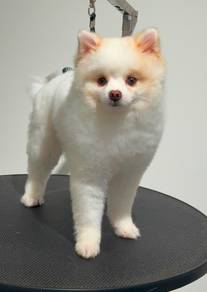 Pomeranian