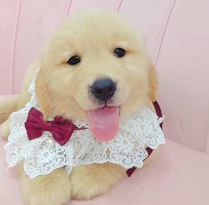 Golden Retriever