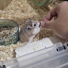 roborovski hamster for sale 