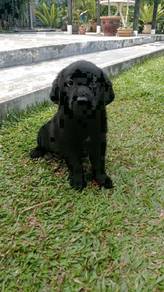 Quality Champion BigBone n Head labrador Retriever