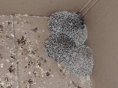 Hedgehog /Landak Mini
