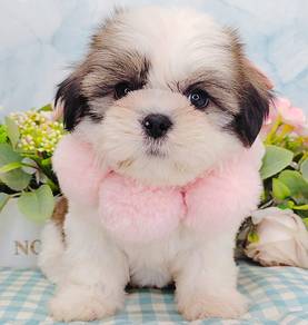 Shih Tzu