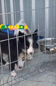 Border Collie (M/F)