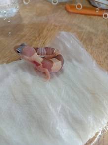 Fattail Gecko