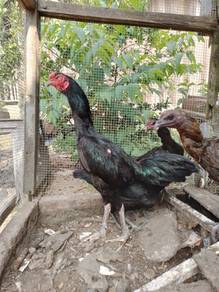 ayam hitam blako