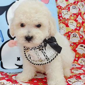 Poodle