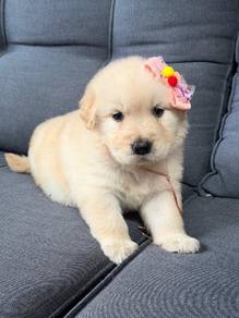 golden retriever puppies 