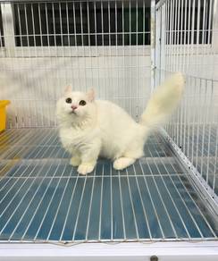 Kinkalow Munckin kitten