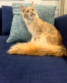Maine coon Male