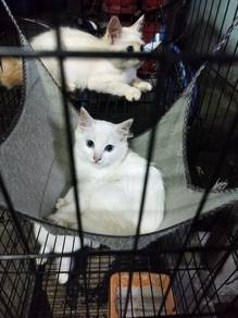 cat white long hair 
