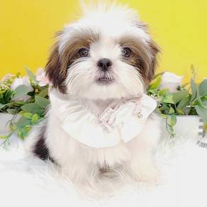 Shih Tzu
