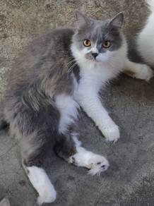 bsh xMunchkin