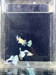 Guppy Hb pastel shortbody