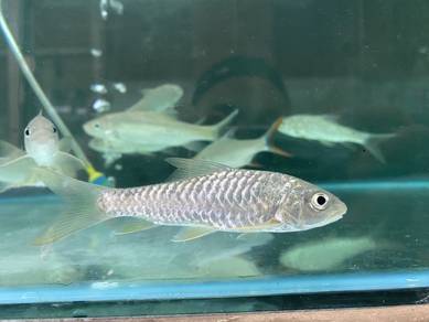Kelah Hijau/Green Mahseer