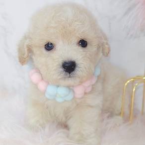 Poodle