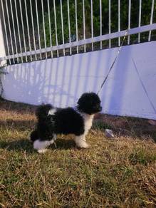 toy poodle

