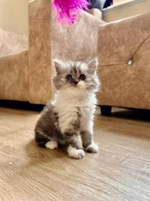bsh x Persian below market boleh nego sampai jadi