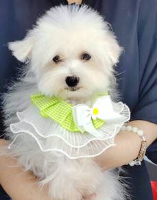 Maltese
